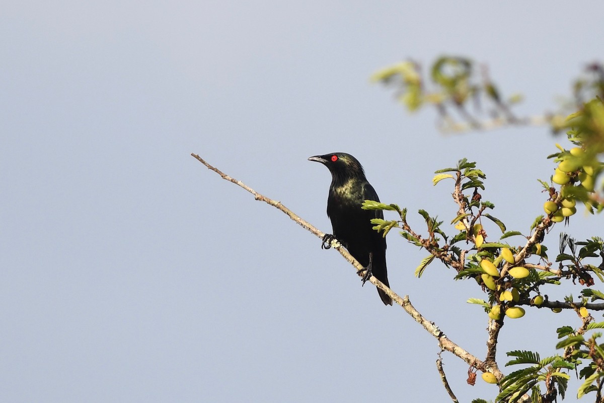 Short-tailed Starling - ML615589143