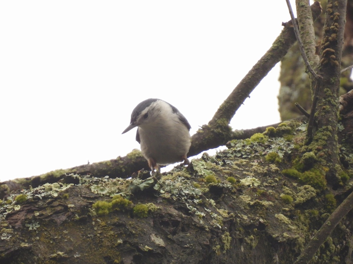 White-breasted Nuthatch - ML615589235