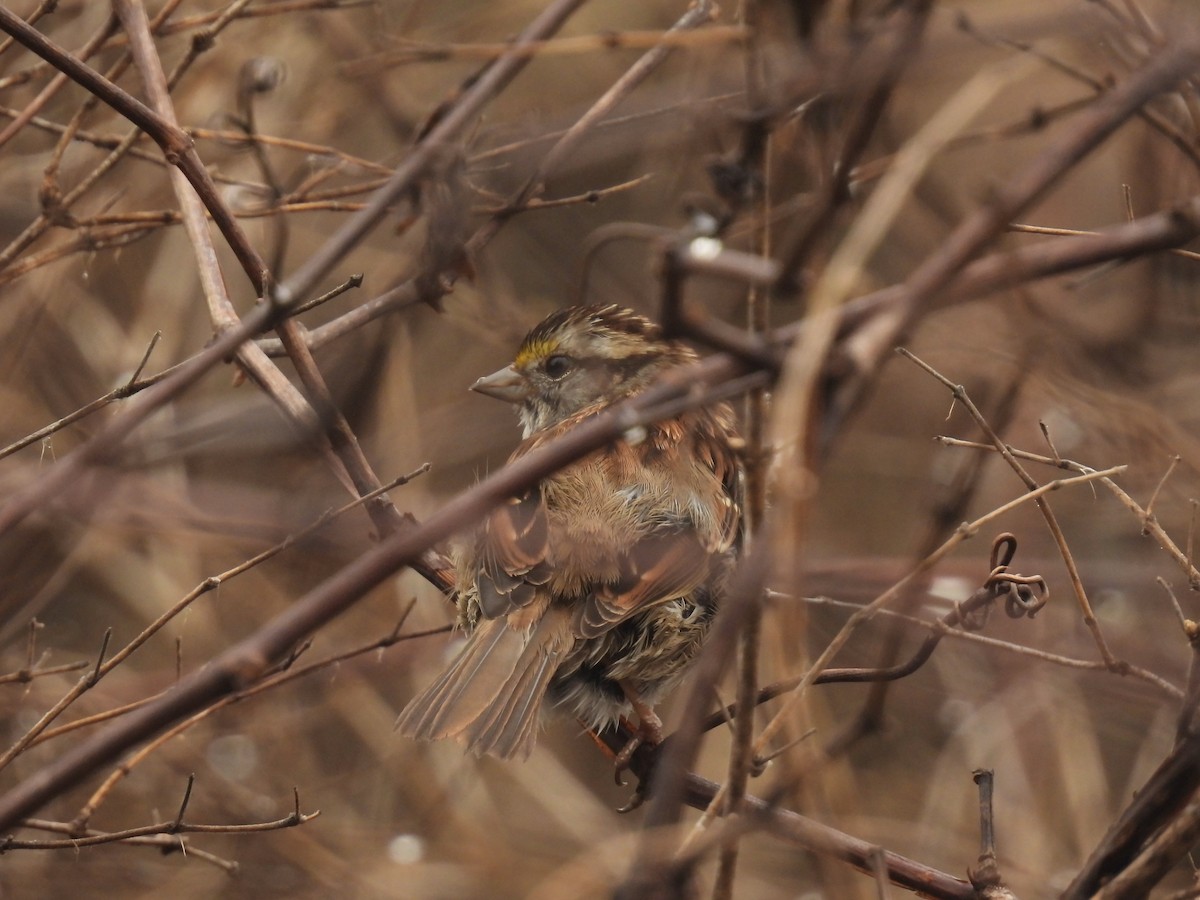 White-throated Sparrow - ML615589369