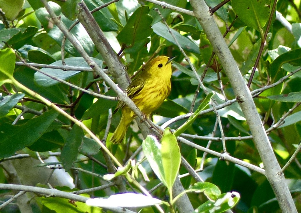 Yellow Warbler (Golden) - ML615589539