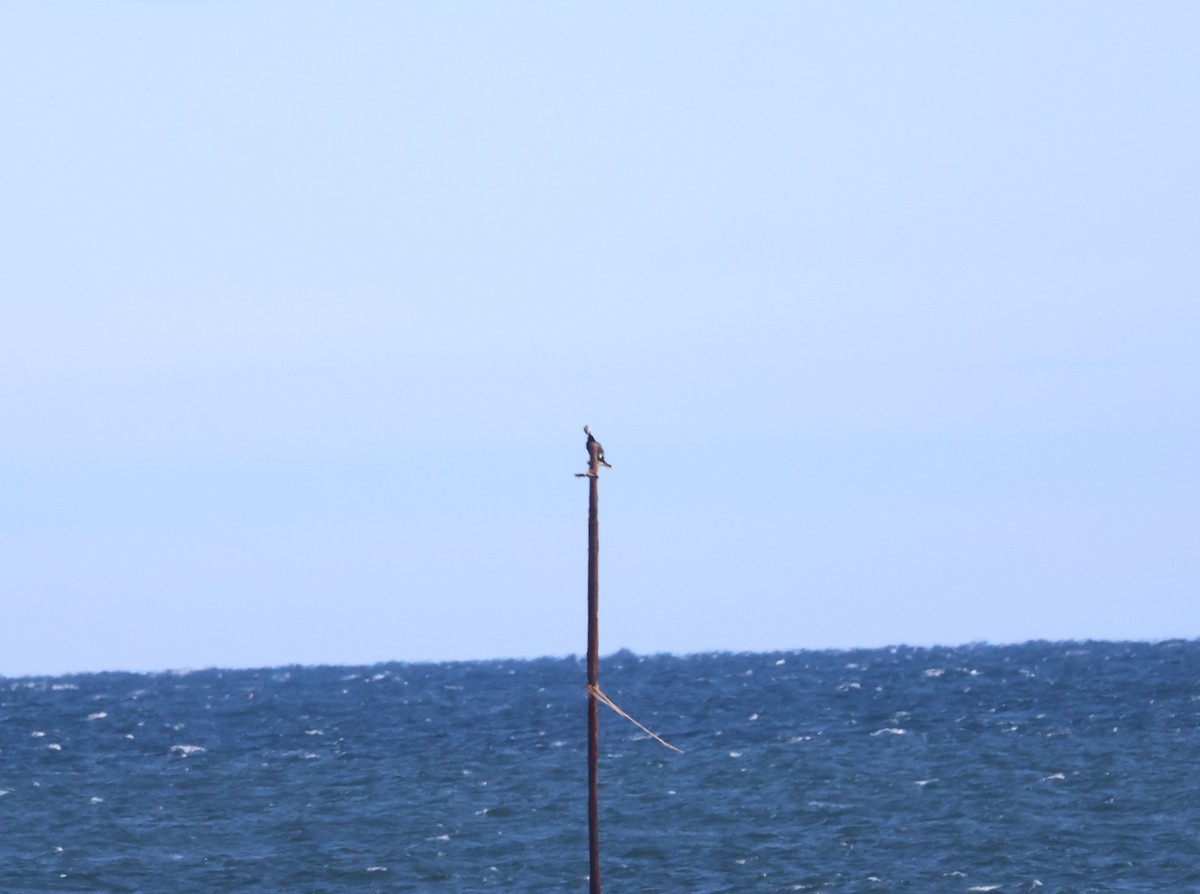 Great Cormorant (North Atlantic) - ML615589710