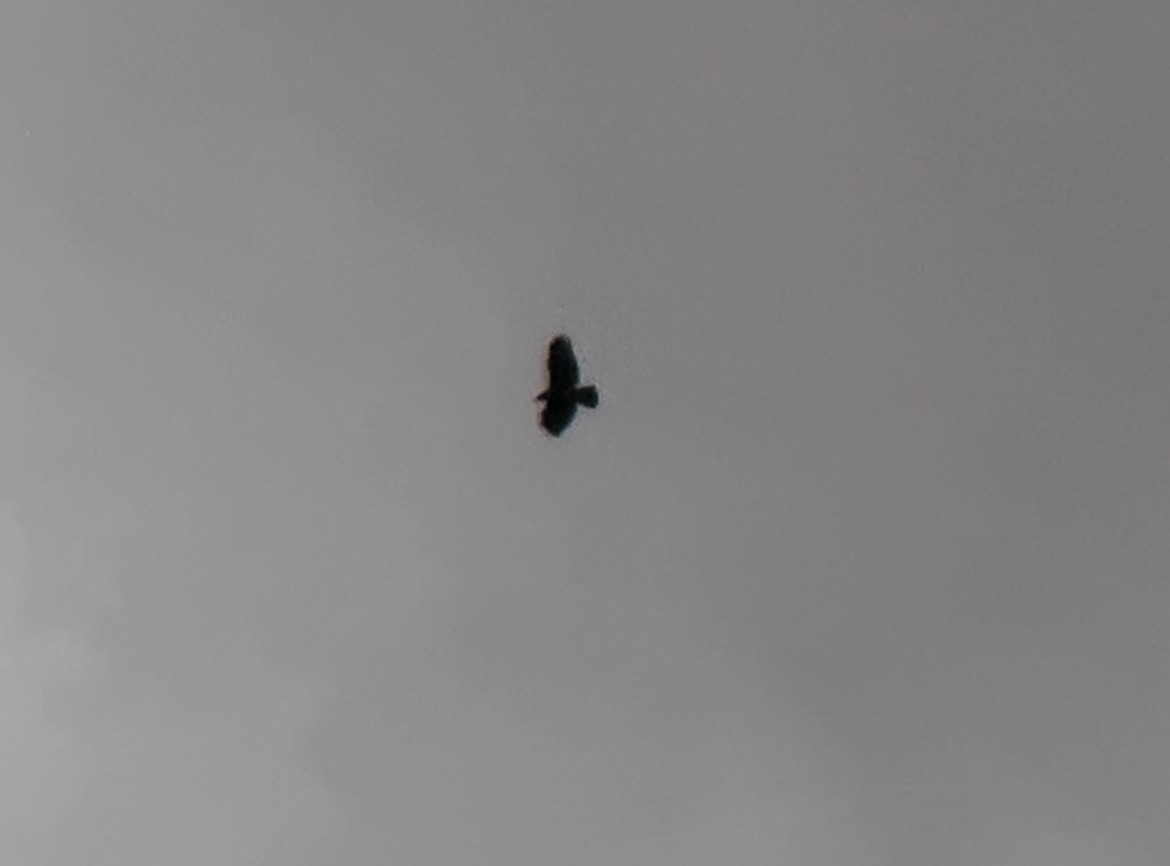 Short-tailed Hawk - Tim Hardin