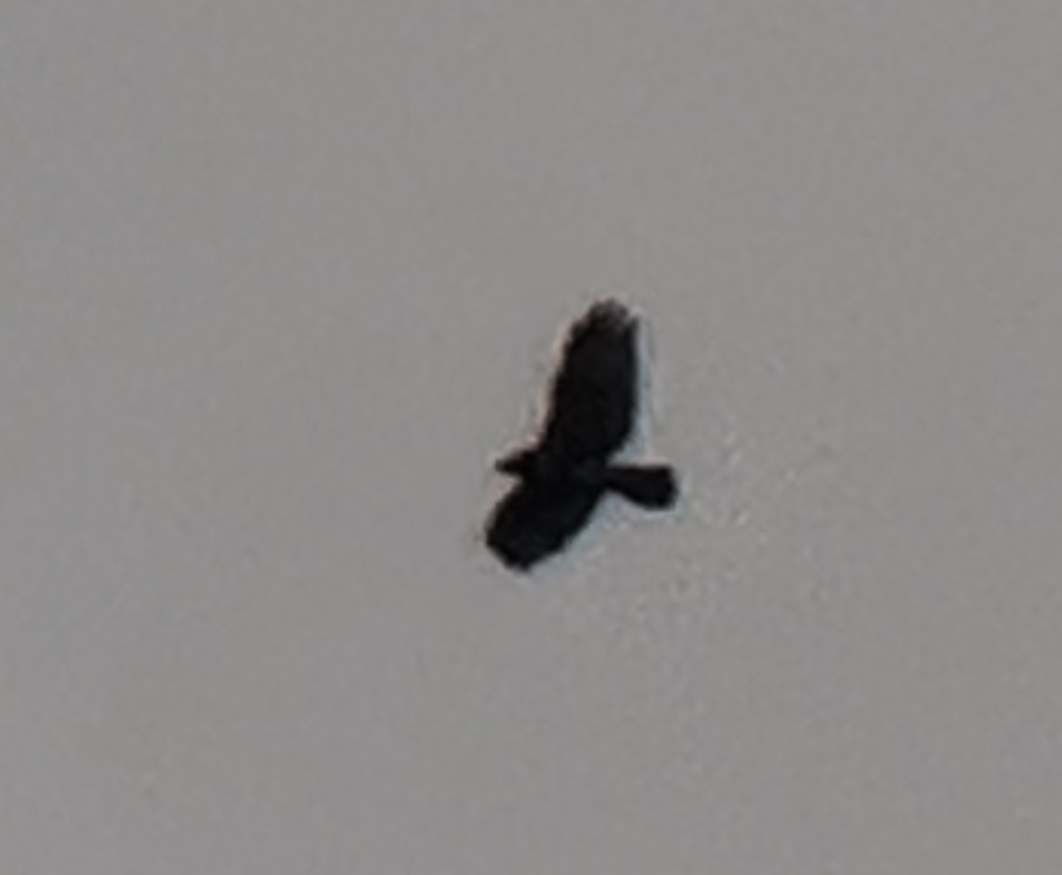 Short-tailed Hawk - ML615590021