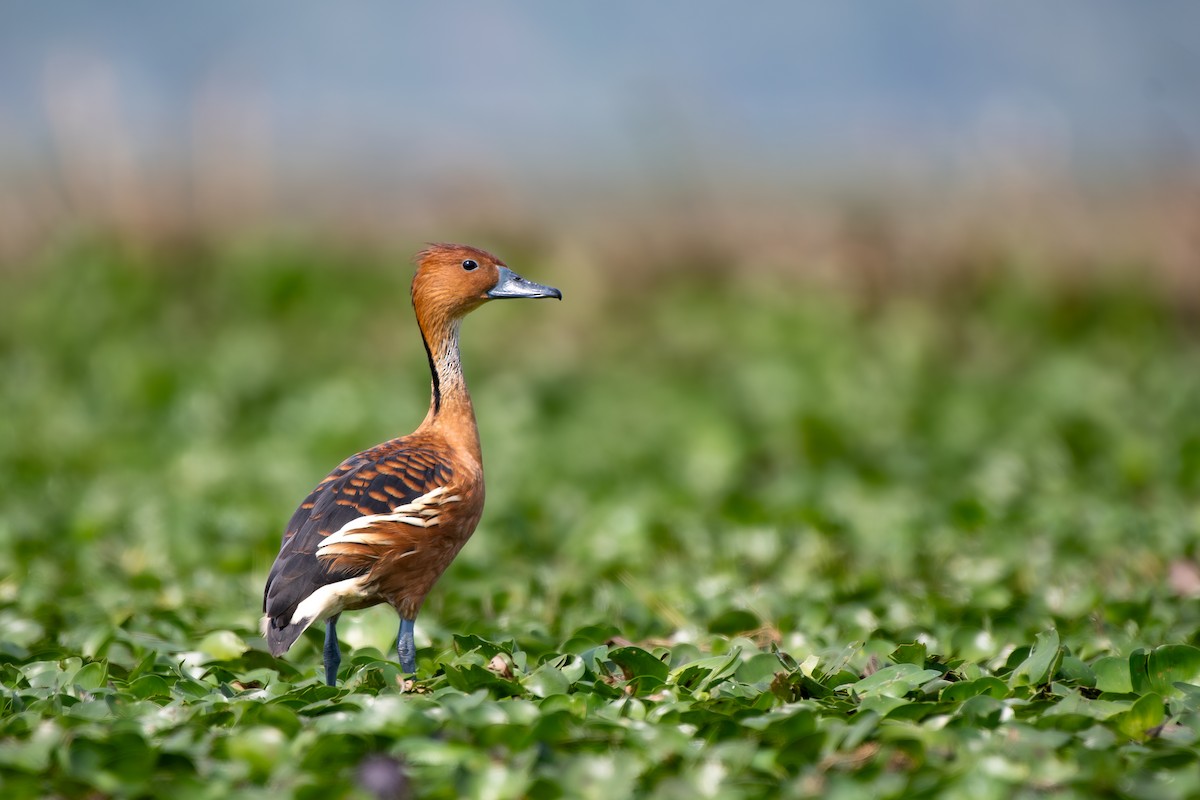 Fulvous Whistling-Duck - ML615590201