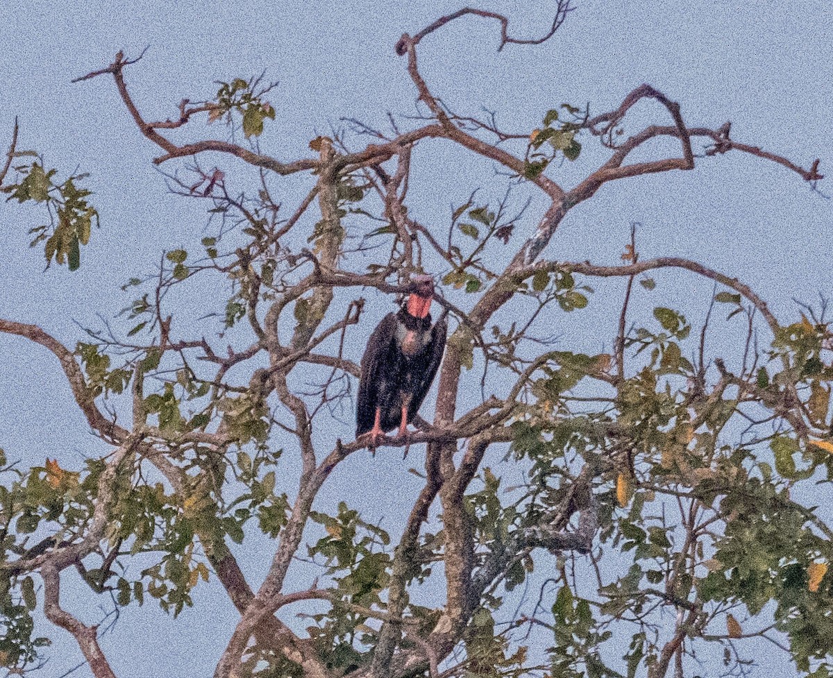 Red-headed Vulture - ML615590360