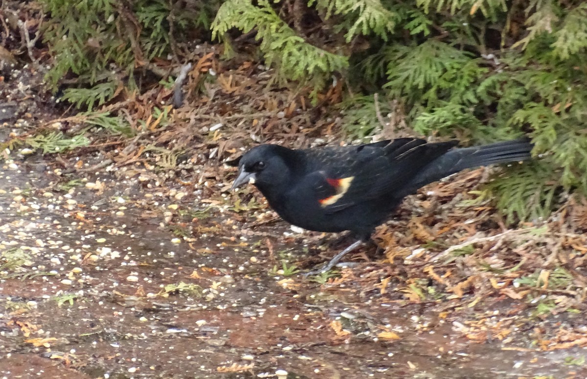 Red-winged Blackbird - ML615590448