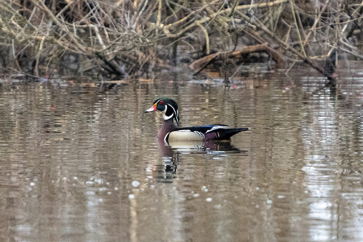 North Carolina Bird Atlas Checklist - 3 Mar 2024 - Tanglewood Park ...