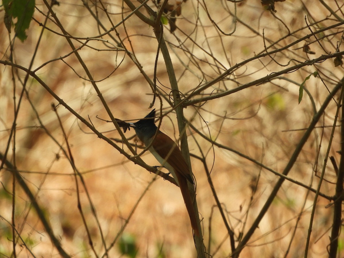 Indian Paradise-Flycatcher - Sridhara B A