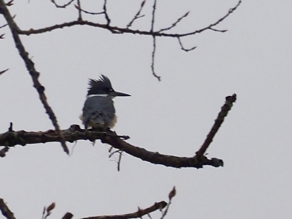 Belted Kingfisher - ML615590507