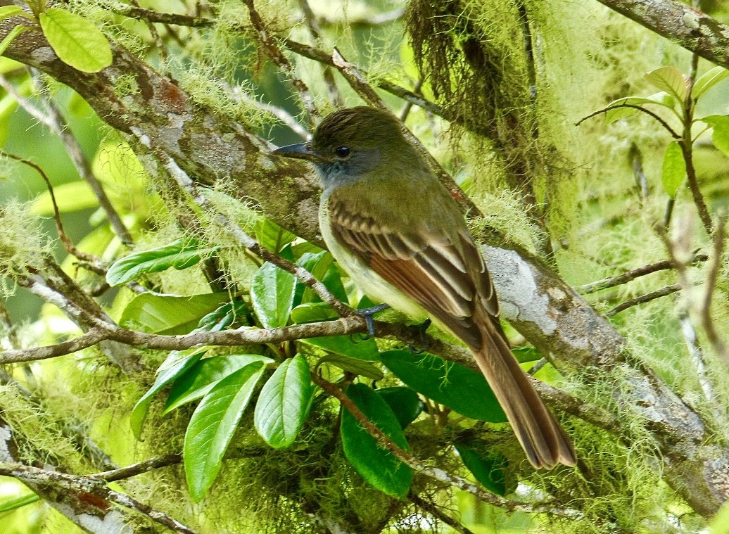Rufous-tailed Flycatcher - ML615590556