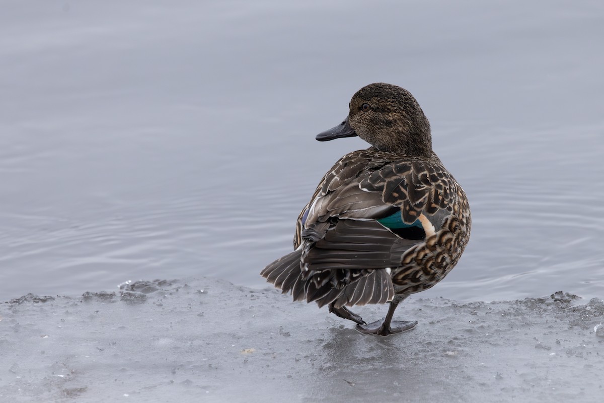 Green-winged Teal - ML615590625