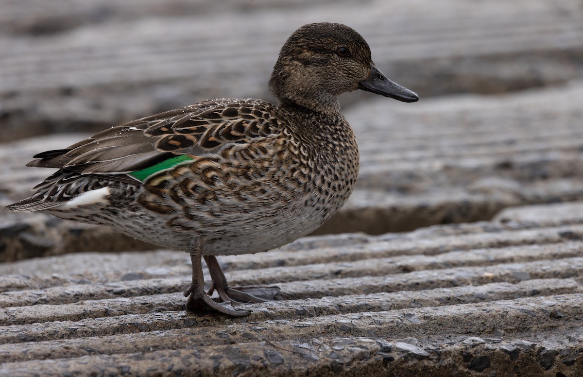 Green-winged Teal - ML615590630