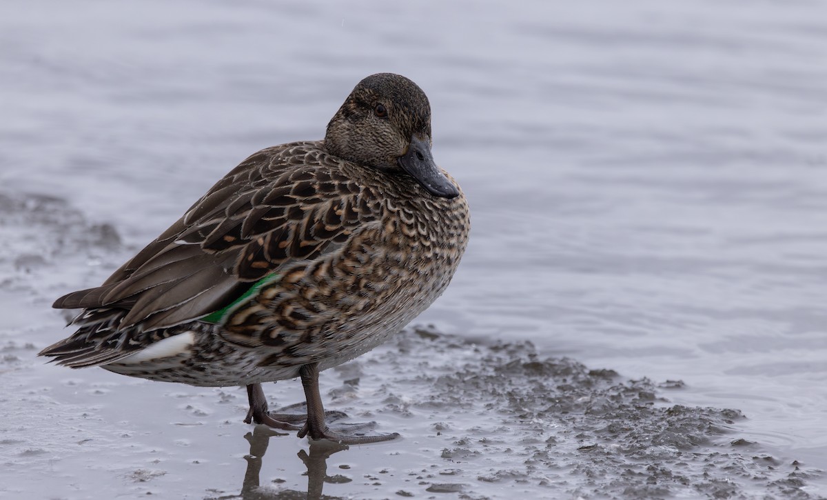 Green-winged Teal - ML615590635