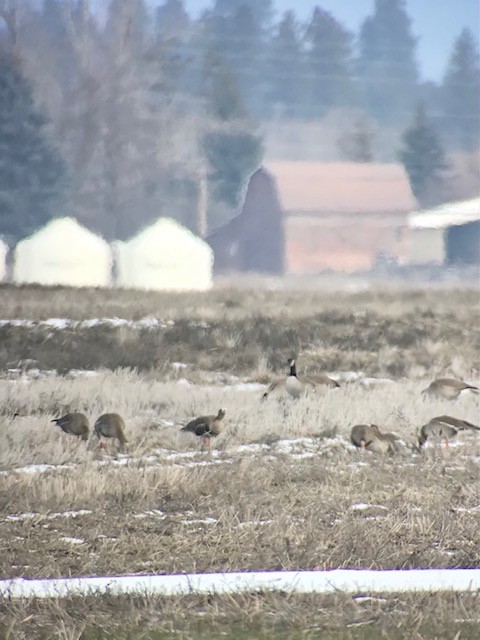 Greater White-fronted Goose - ML615590658