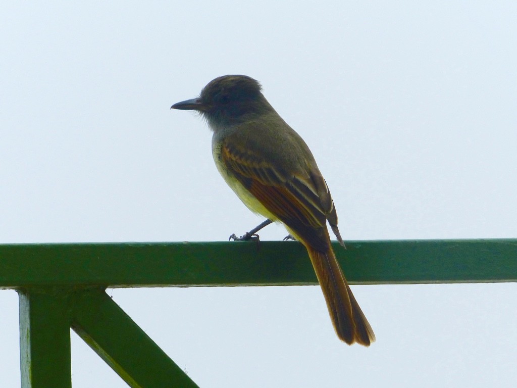 Rufous-tailed Flycatcher - ML615590672
