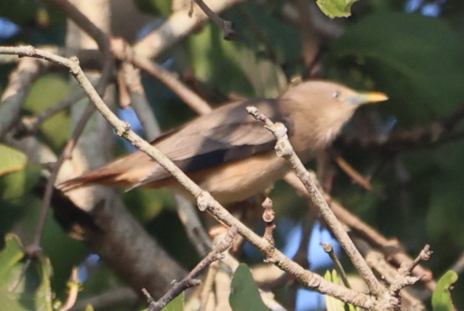 Chestnut-tailed Starling - ML615591105