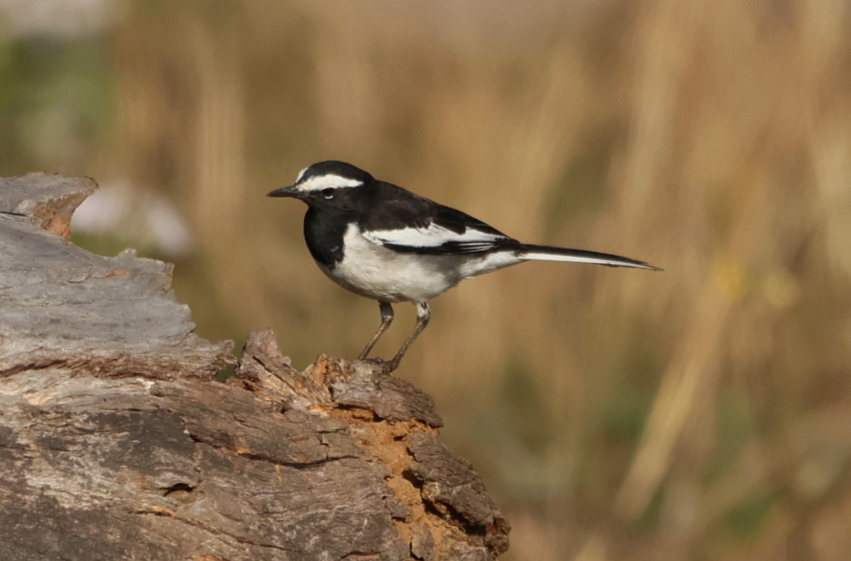 White-browed Wagtail - ML615591193