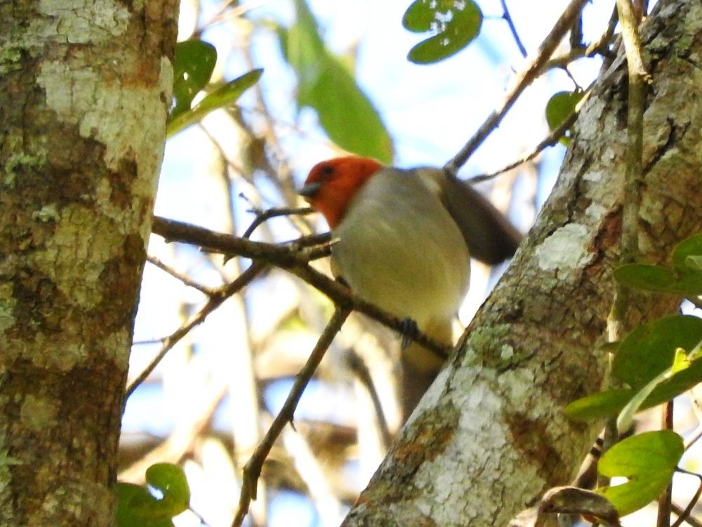 Fulvous-headed Tanager - ML615591231