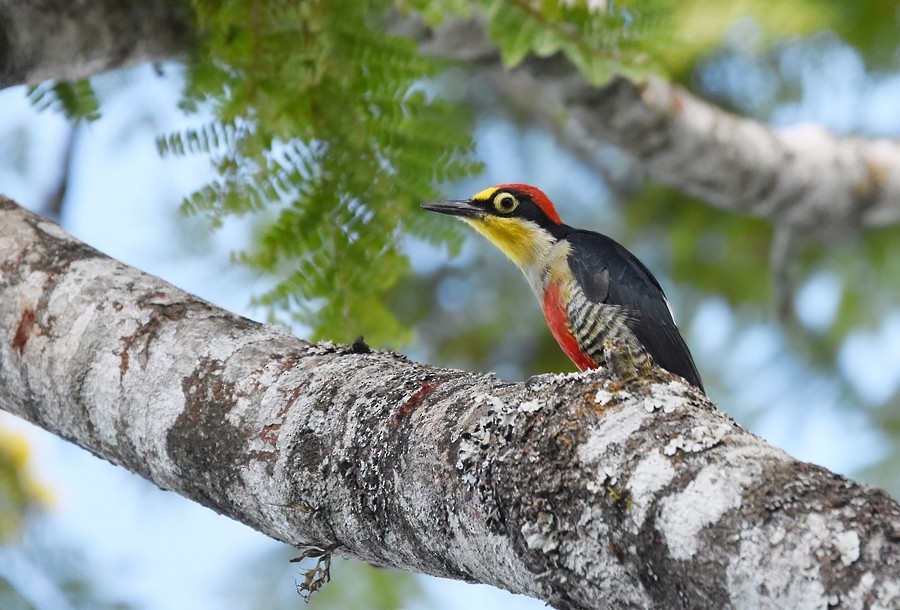 Yellow-fronted Woodpecker - ML615591313