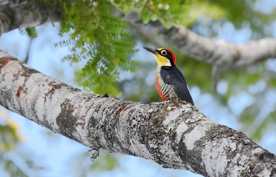 Yellow-fronted Woodpecker - ML615591314