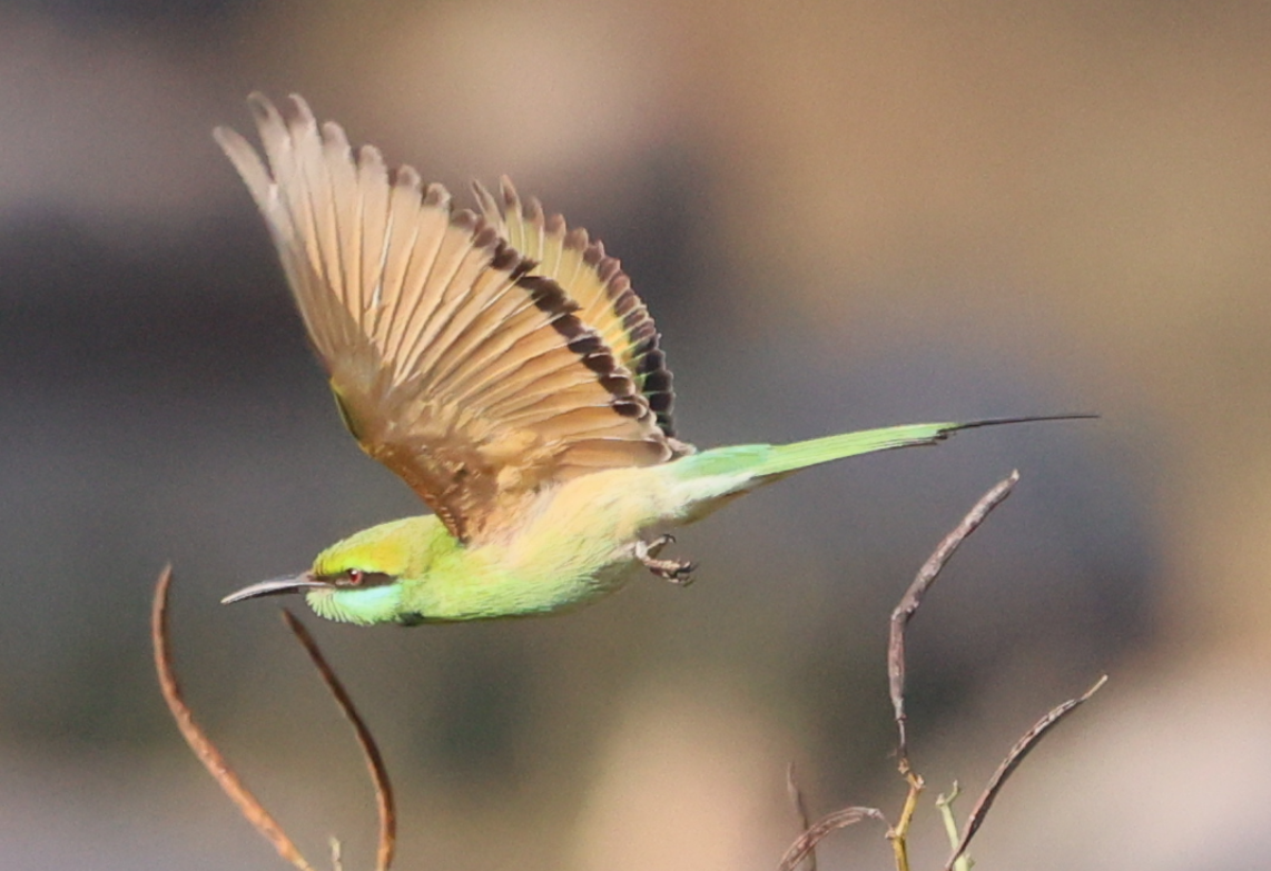 Asian Green Bee-eater - ML615591317