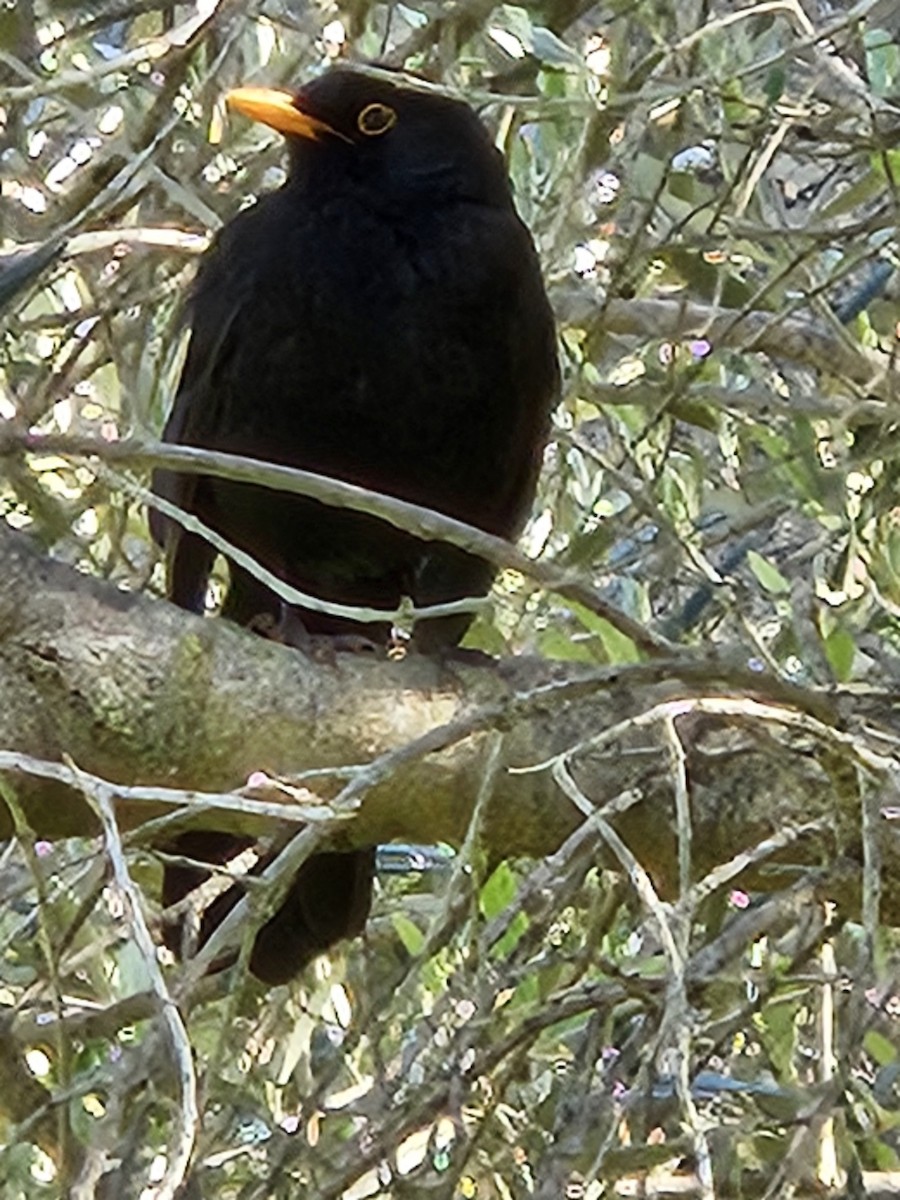 Eurasian Blackbird - ML615591390
