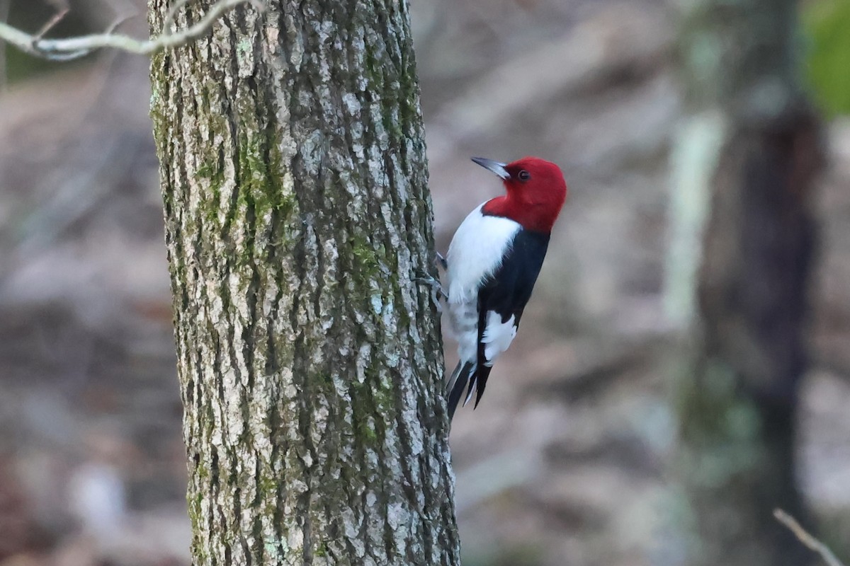 Red-headed Woodpecker - ML615591528