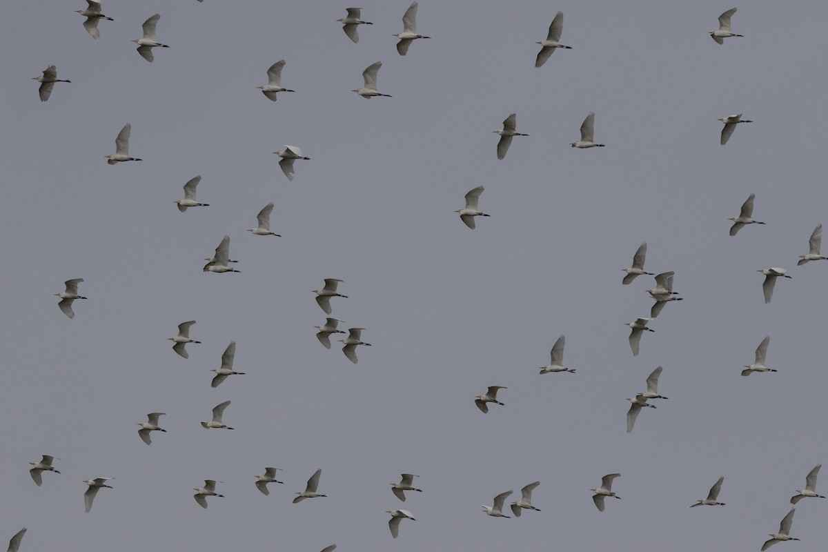 Египетская цапля (ibis) - ML615591600
