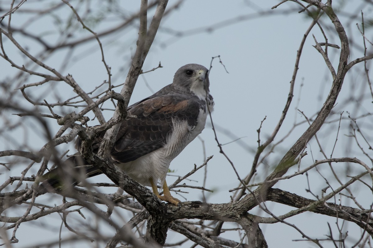 White-tailed Hawk - Kyle Nelson