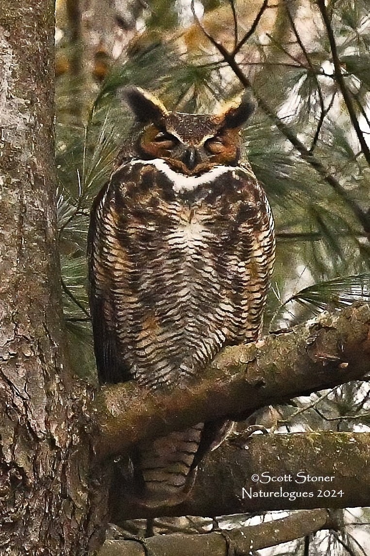 Great Horned Owl - ML615591696