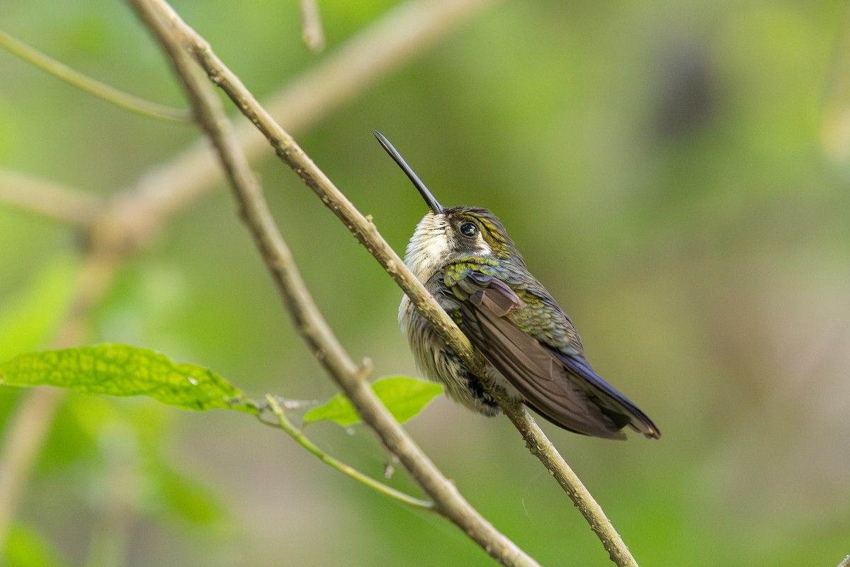 kolibřík salvadorský - ML615591775
