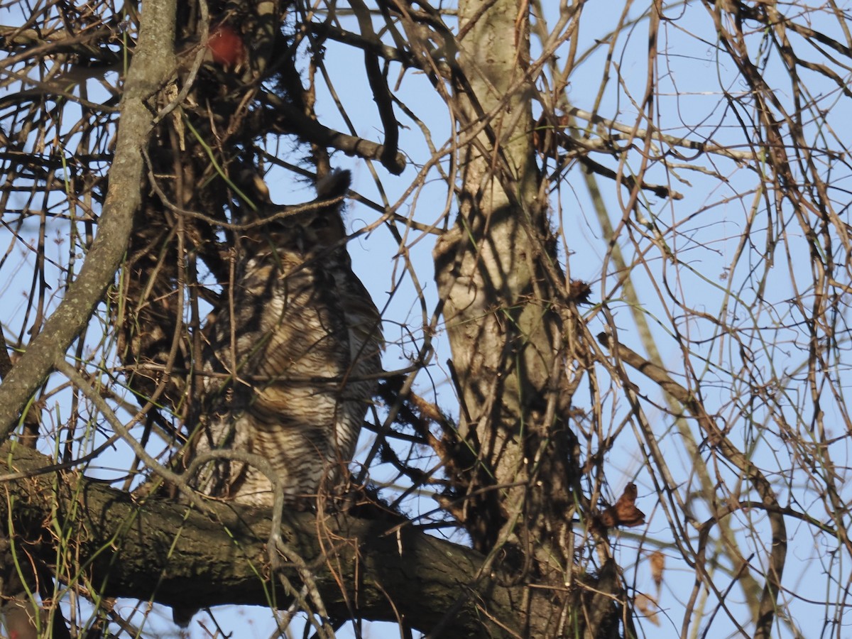 Great Horned Owl - ML615591842