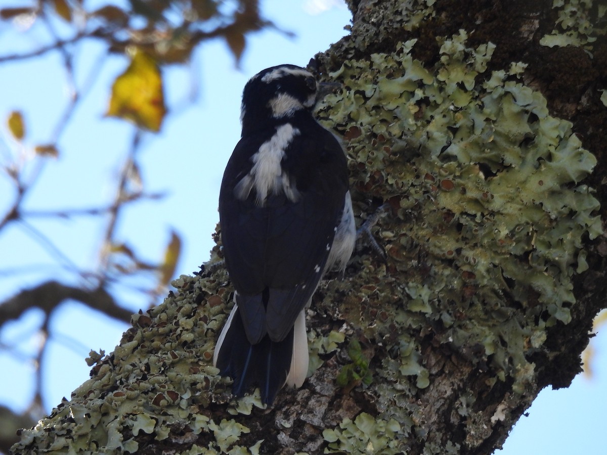 Hairy Woodpecker - ML615591852