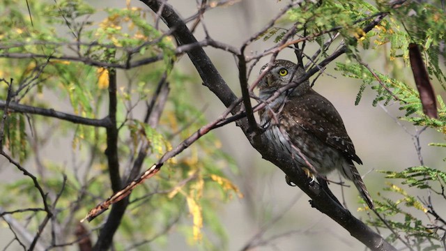 Northern Pygmy-Owl (Cape) - ML615591918