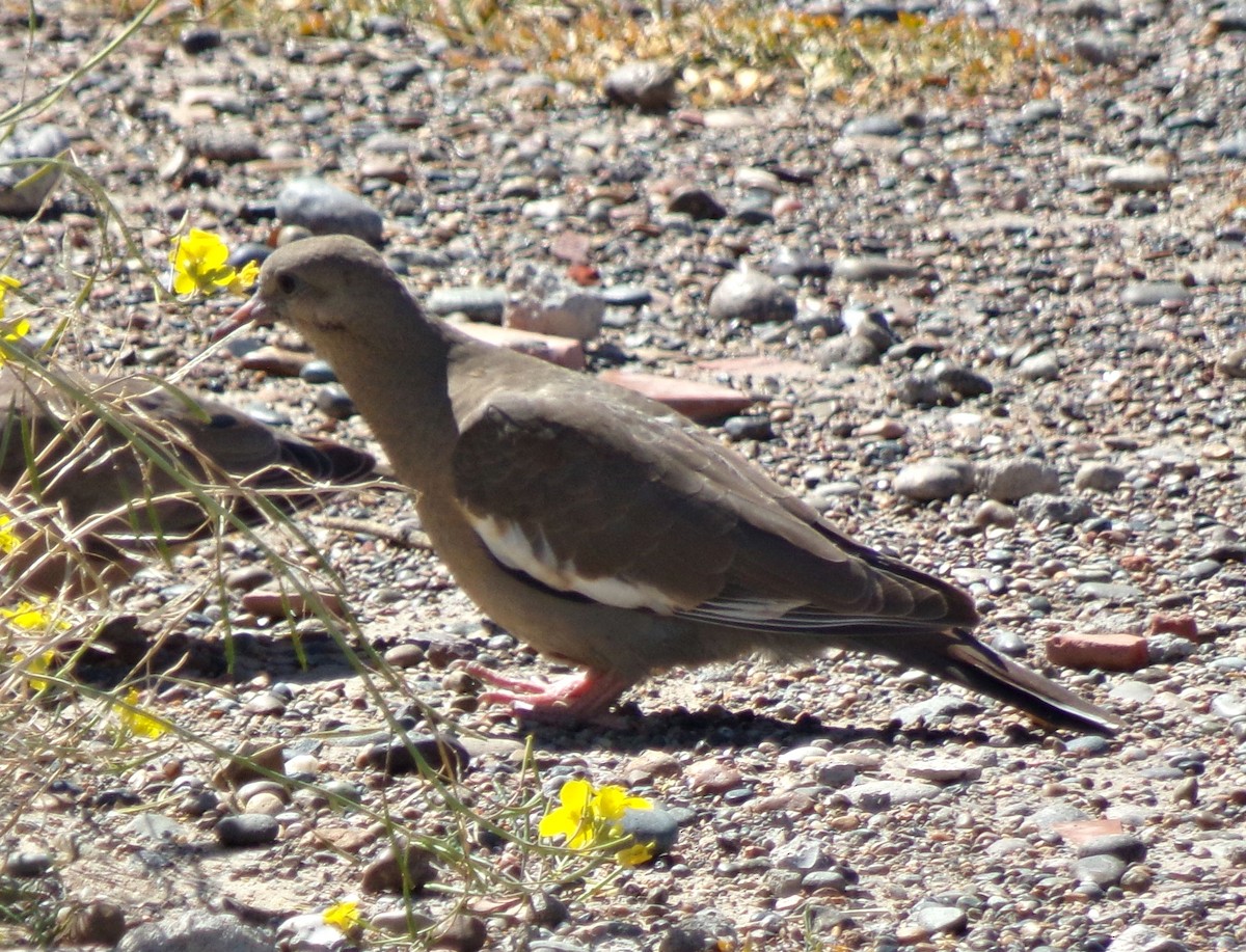 West Peruvian Dove - ML615591943