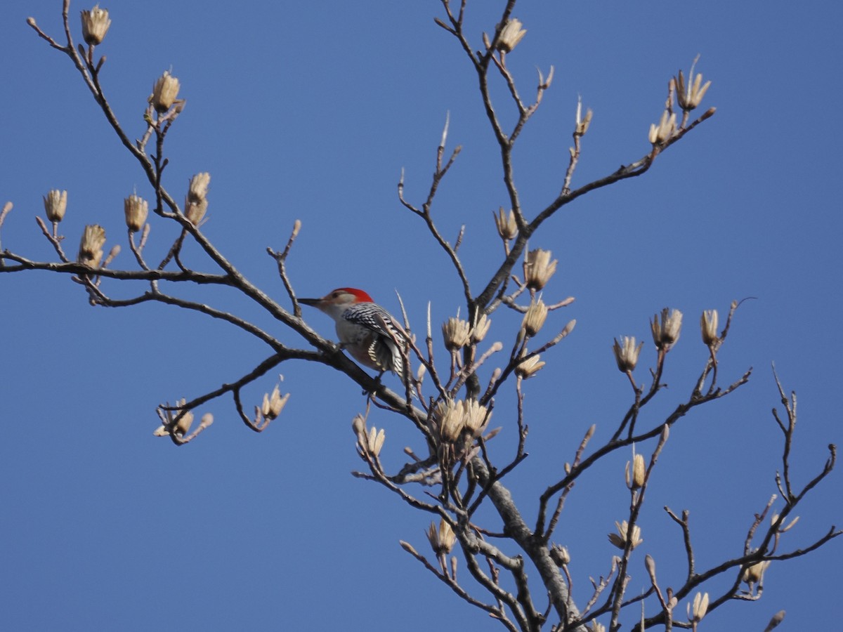 Red-bellied Woodpecker - ML615591962