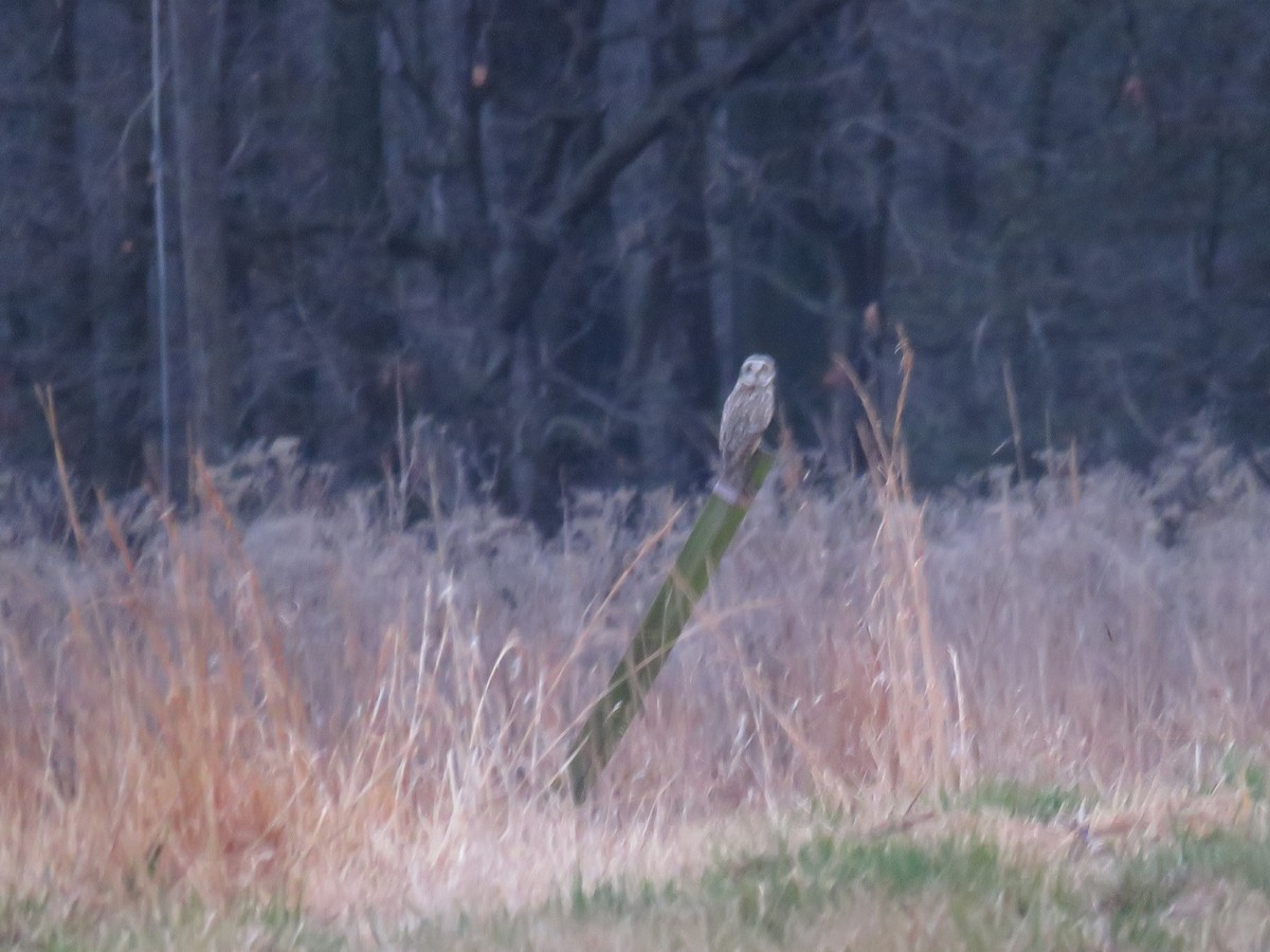 Short-eared Owl (Northern) - ML615591977