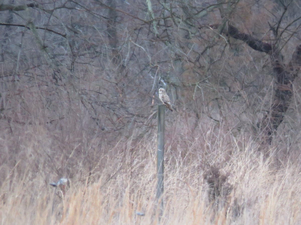Short-eared Owl (Northern) - ML615591978