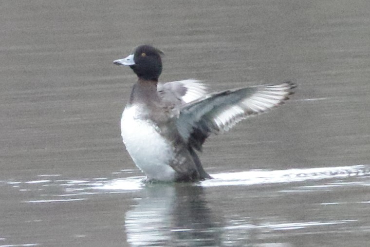 Tufted Duck - ML615592024