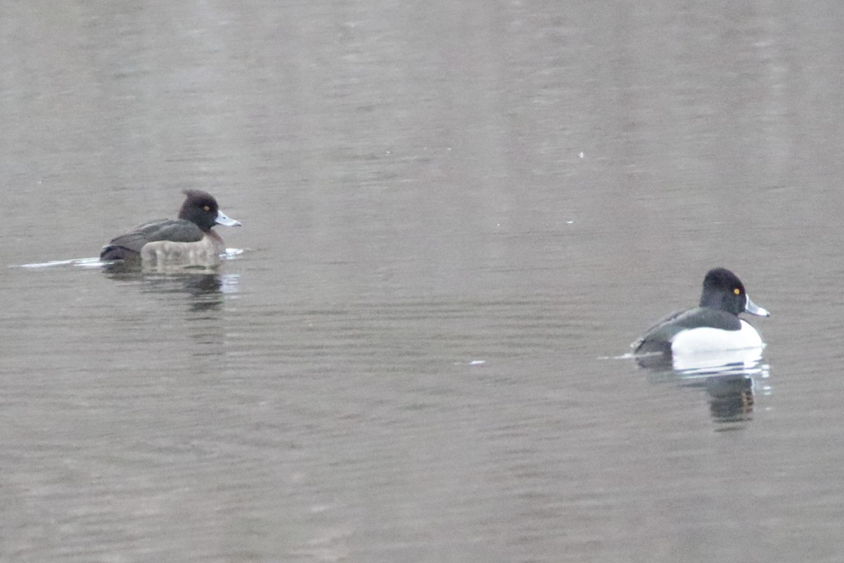 Tufted Duck - ML615592025