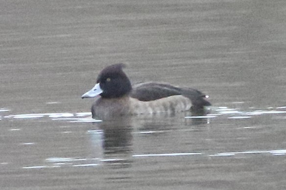 Tufted Duck - ML615592026