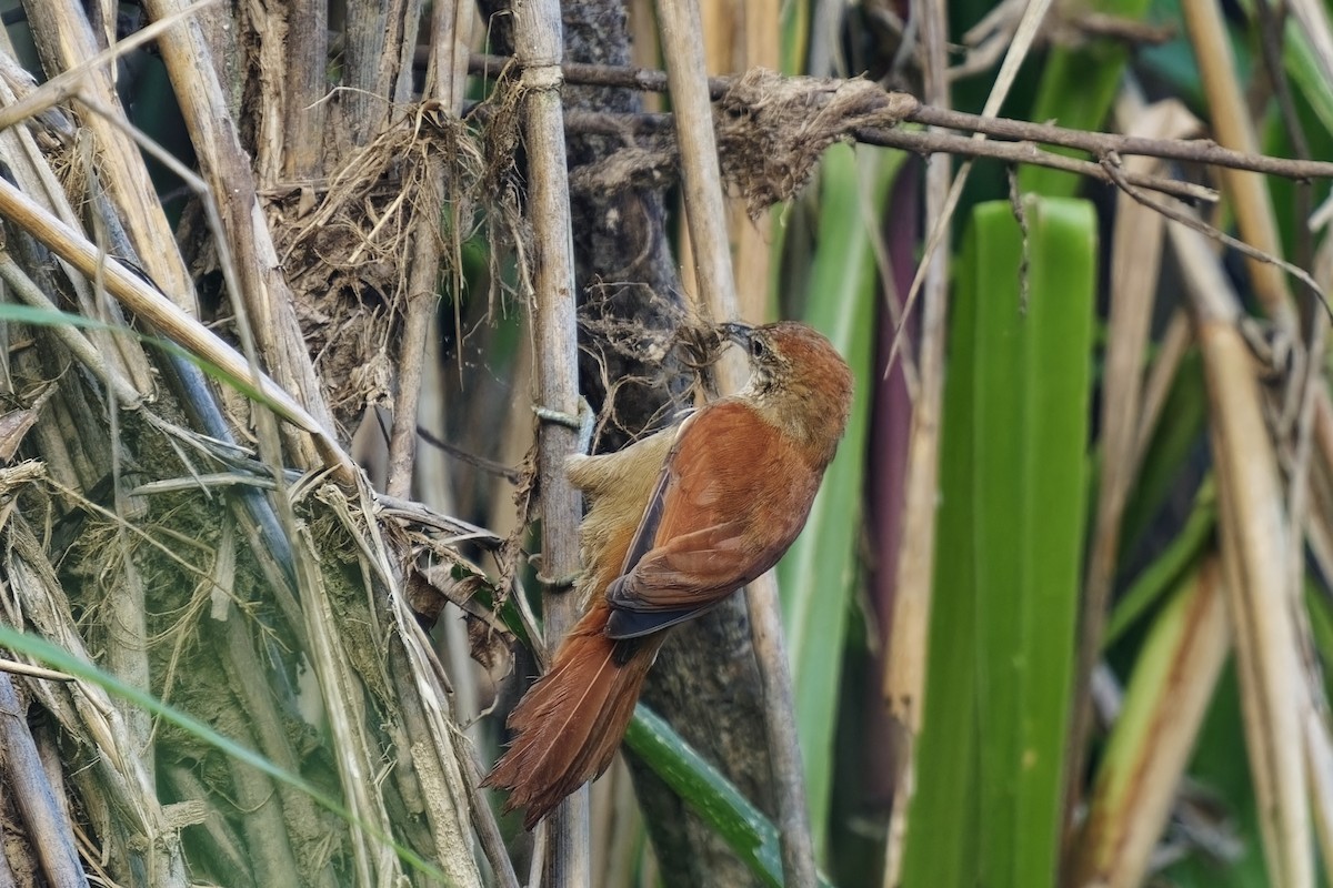 Parker's Spinetail - ML615592078