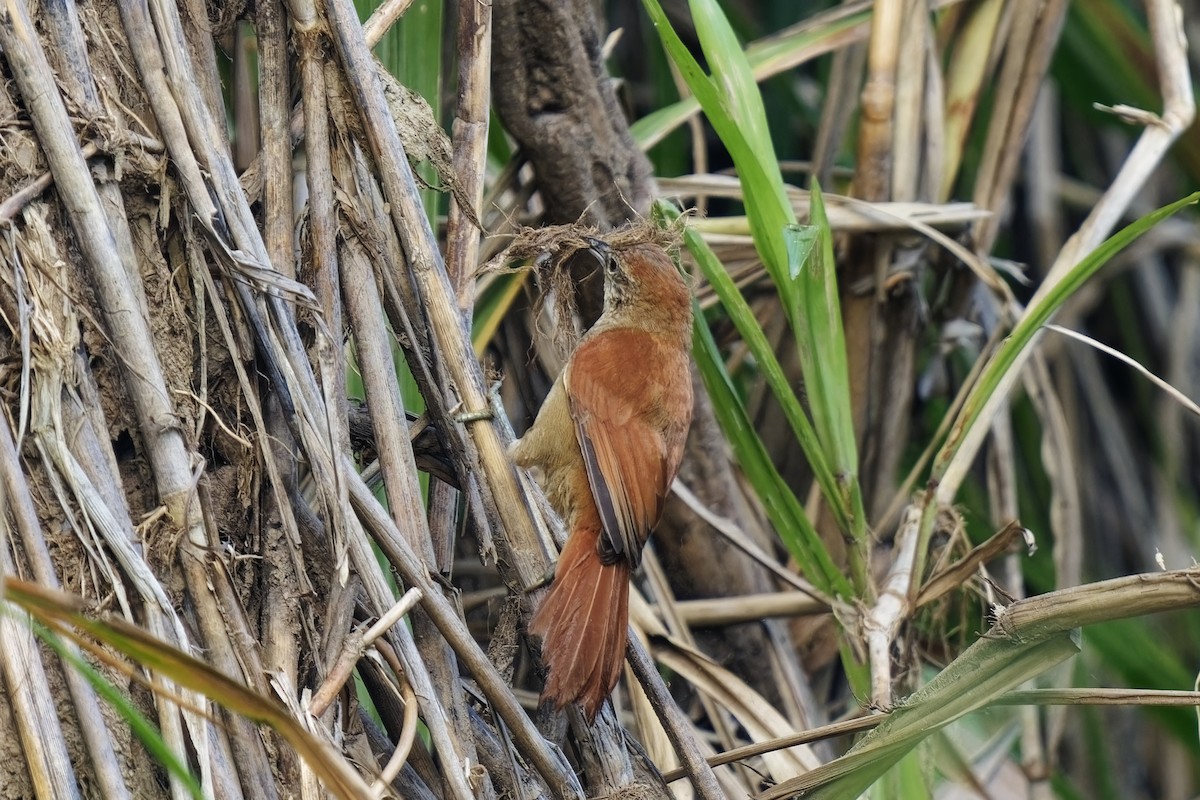 Parker's Spinetail - ML615592105