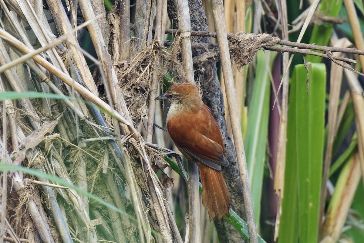 Parker's Spinetail - ML615592107