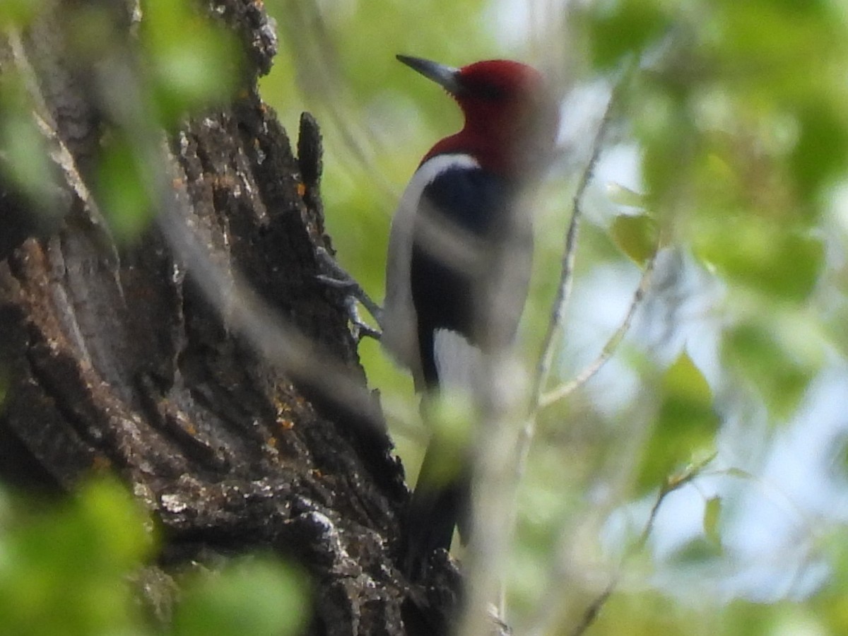 Red-headed Woodpecker - ML615592122