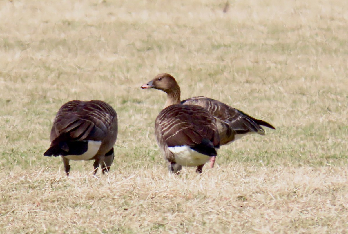 Pink-footed Goose - ML615592123