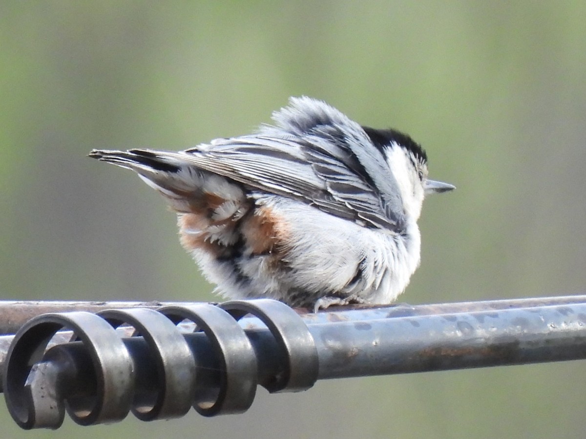 White-breasted Nuthatch - Don Holcomb