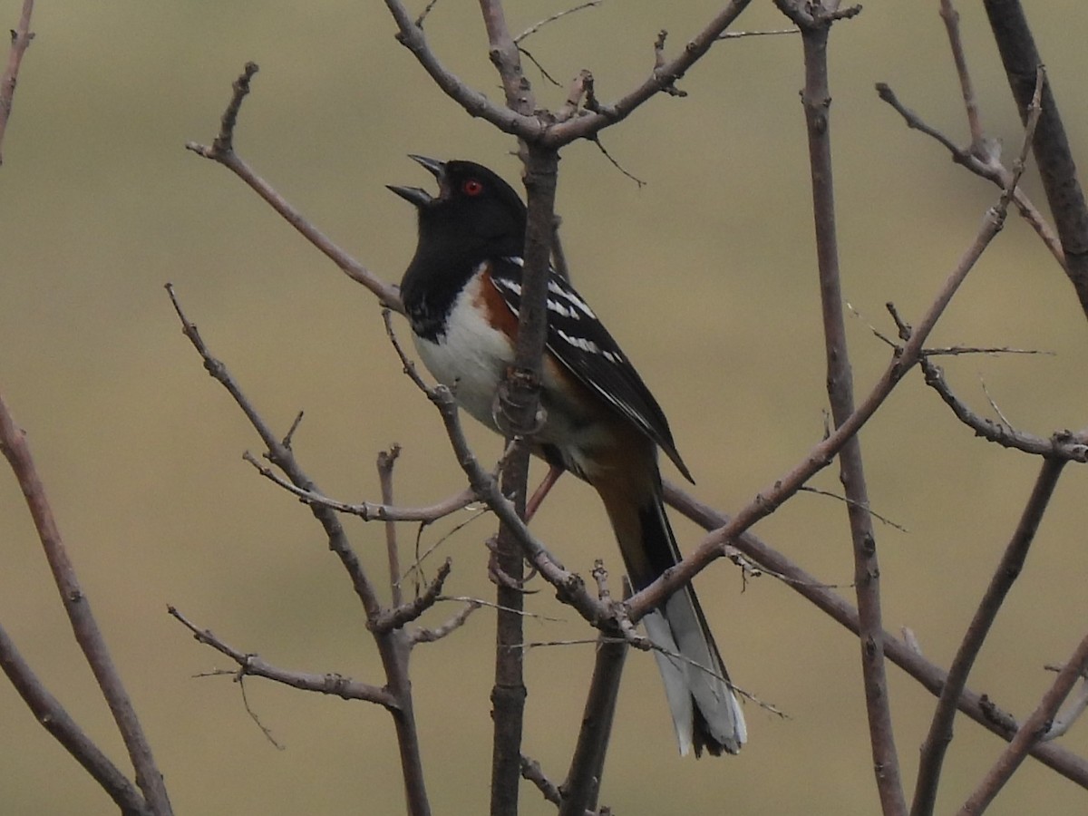 Spotted Towhee - ML615592263