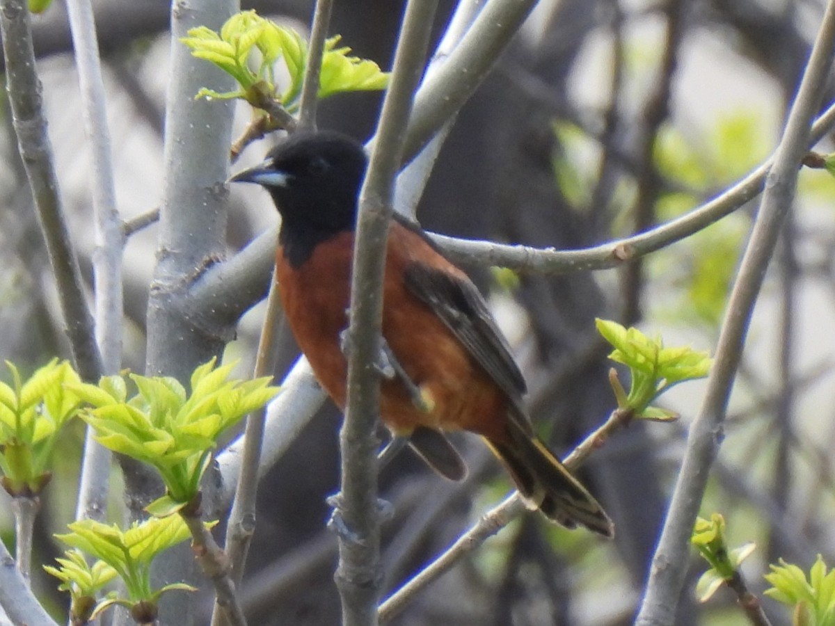 Orchard Oriole - ML615592280