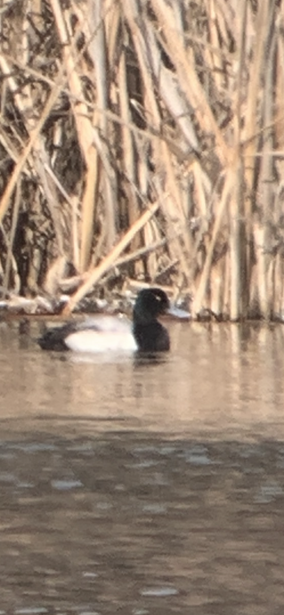 Greater Scaup - ML615592303